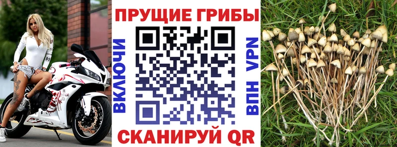 Псилоцибиновые грибы GOLDEN TEACHER  Купить закладки  Тихвин 